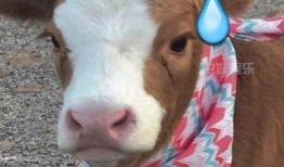 抖音在哪吃瓜,揭秘各大网红美食打卡地，一起吃瓜尝鲜！