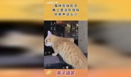 猫咪在线直播吃瓜
