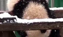 吃瓜小熊陈时,揭秘娱乐圈幕后故事