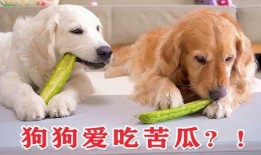 狗狗想看狗吃瓜,一场关于狗吃瓜的欢乐盛宴