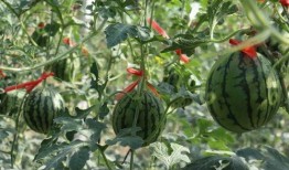 济南商河吃瓜,济南瓜果飘香，尽享田园美味