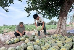 在农村天天吃瓜,农村生活里的甜蜜日常