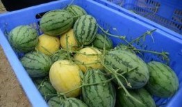 99吃瓜群,揭秘网络社交圈的趣味与争议