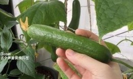 吃新的瓜,新鲜瓜果盛宴来袭！