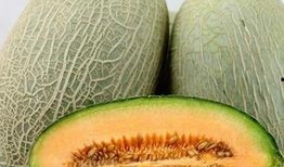 众人吃哈密瓜,众人品尝哈密瓜的欢乐时光