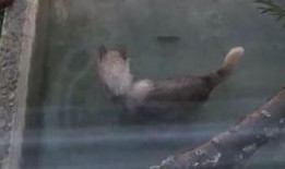 吃瓜太狼,网络红人的崛起与争议