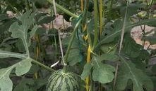 郑州吃瓜图片,一图看尽人间百态