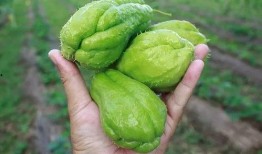 单结石患者可以吃莲瓜吗