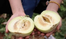 大吉沙岛吃瓜,探寻热带岛屿的甜蜜诱惑