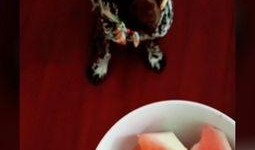 吃瓜溜达,揭秘娱乐圈的轻松日常