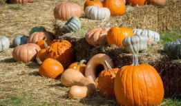 河北赵县吃瓜,探寻河北赵县特色吃瓜文化