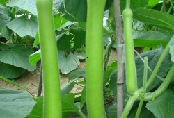 鹅王吃瓜,揭秘娱乐圈的幕后风云