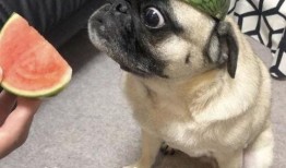 吃瓜有什么吐槽,揭秘娱乐圈幕后真相