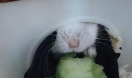 仓鼠吃瓜,仓鼠的美食探险之旅