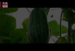 吃西湖瓜视频,一场视觉与味觉的双重盛宴