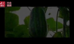 吃西湖瓜视频,一场视觉与味觉的双重盛宴