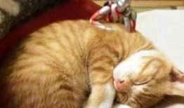 懒猫吃瓜匠,揭秘网络红人的幕后生活