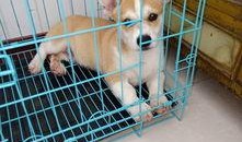 三个月小狗吃瓜