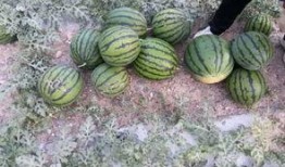 小石头吃瓜现场,揭秘娱乐圈幕后风云