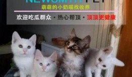 吃瓜少女小喵,揭秘娱乐圈幕后故事